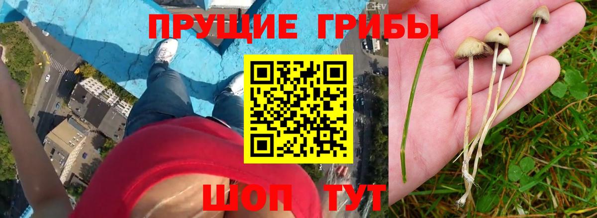 Псилоцибиновые грибы Cubensis  Галлюциногенные грибы Psilocybe  Саров  Вход с VPN 